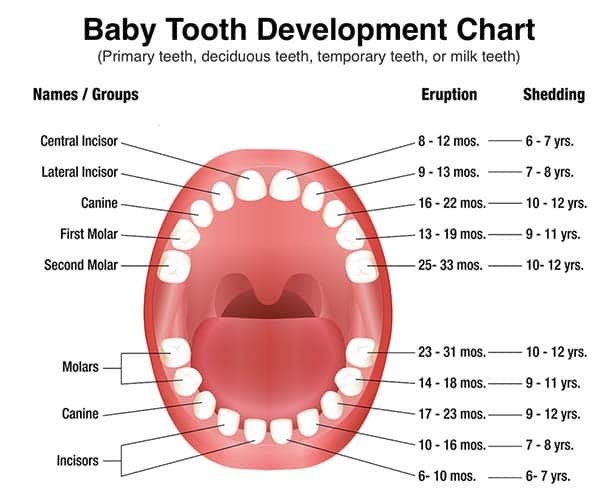 chart-baby-tooth.jpeg